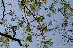 Acrocarpus fraxinifolius